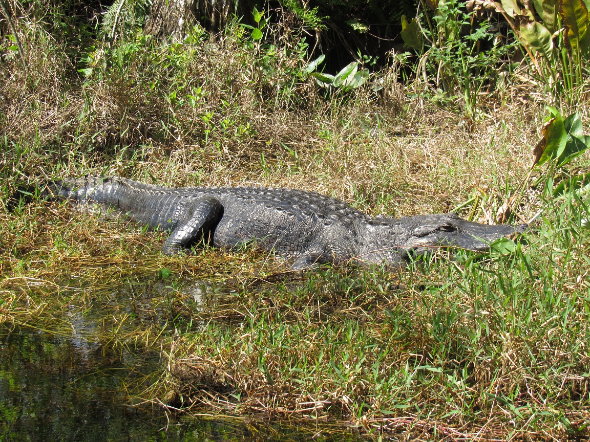 Hiking The Bird Rookery Swamp Trail * The Hunter Gatherer Society