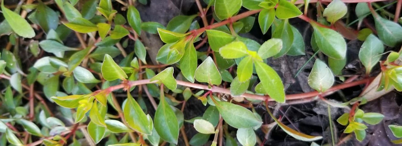 Edible Plant Identification