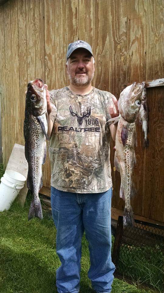 Pollock caught in Alaska and used to make pickled fish