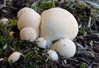 Foraging for mushrooms