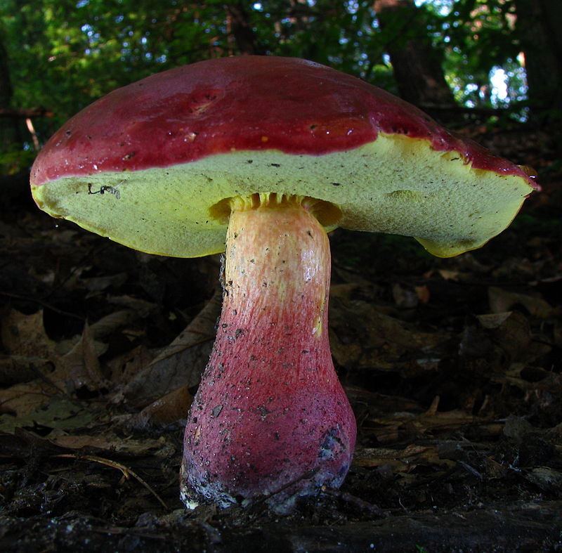 Mushroom identification - Baorangia Bicolor