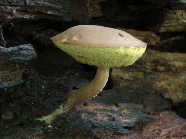 Mushroom Identification - Boletellus Chryenteroides