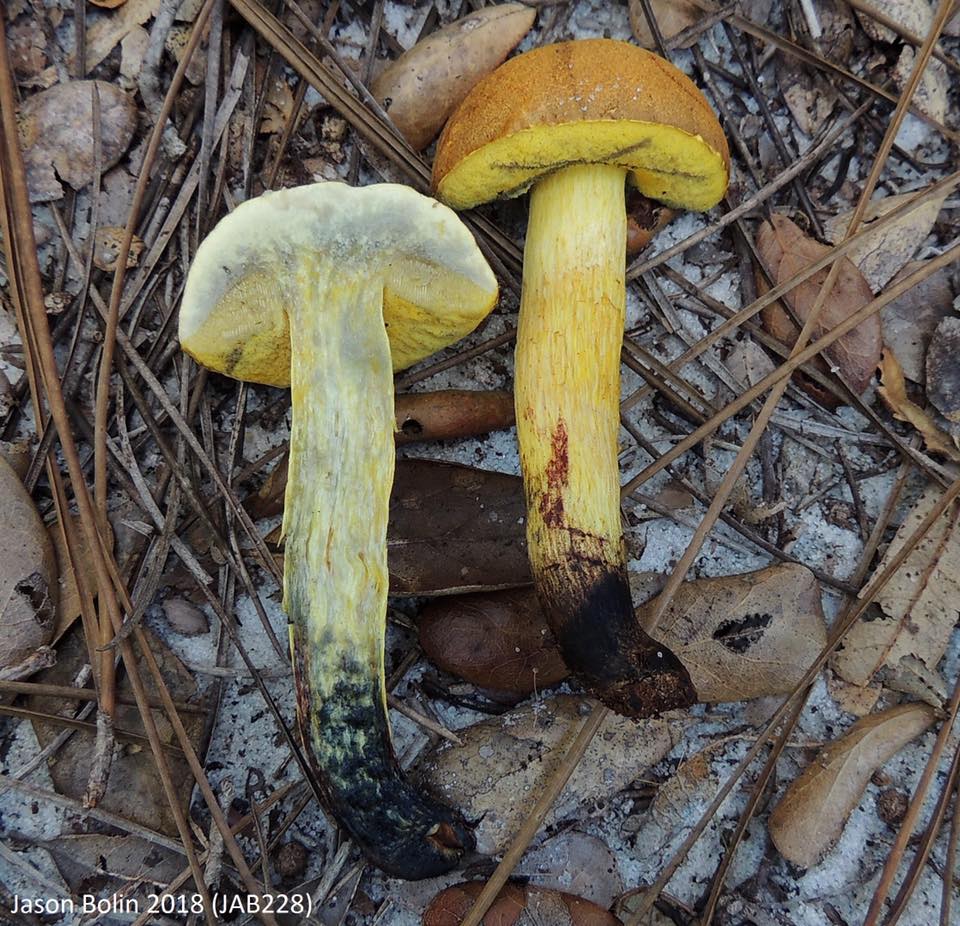 Mushroom Identification - Boletus Luridellus