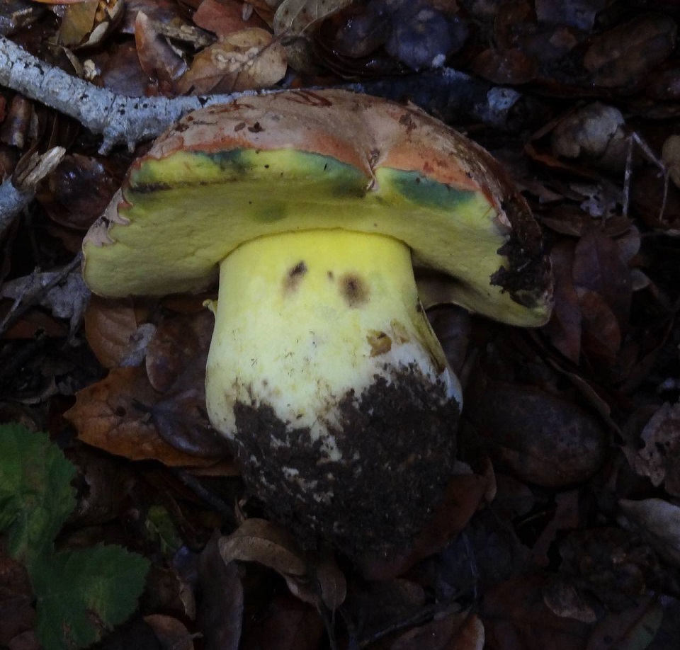 Mushroom Identification - Butyriboletus Persolidus or Butter Bolete