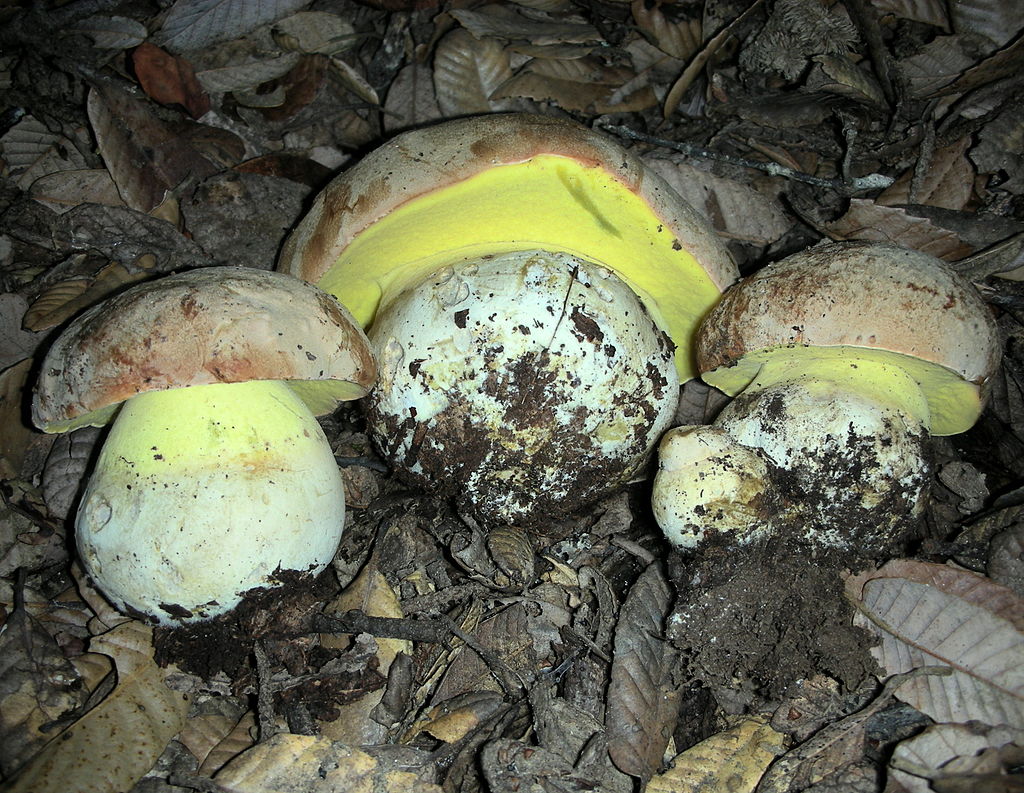 Mushroom Identification - Butyriboletus Persolidus 