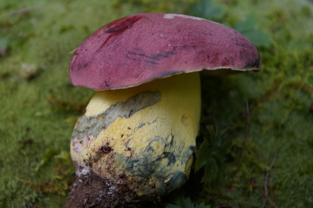 Mushroom Identification - Butyriboletus Roseopurpureus