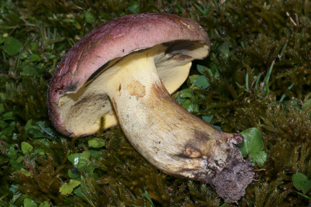 Mushroom Identification - Butyriboletus Roseopurpureus