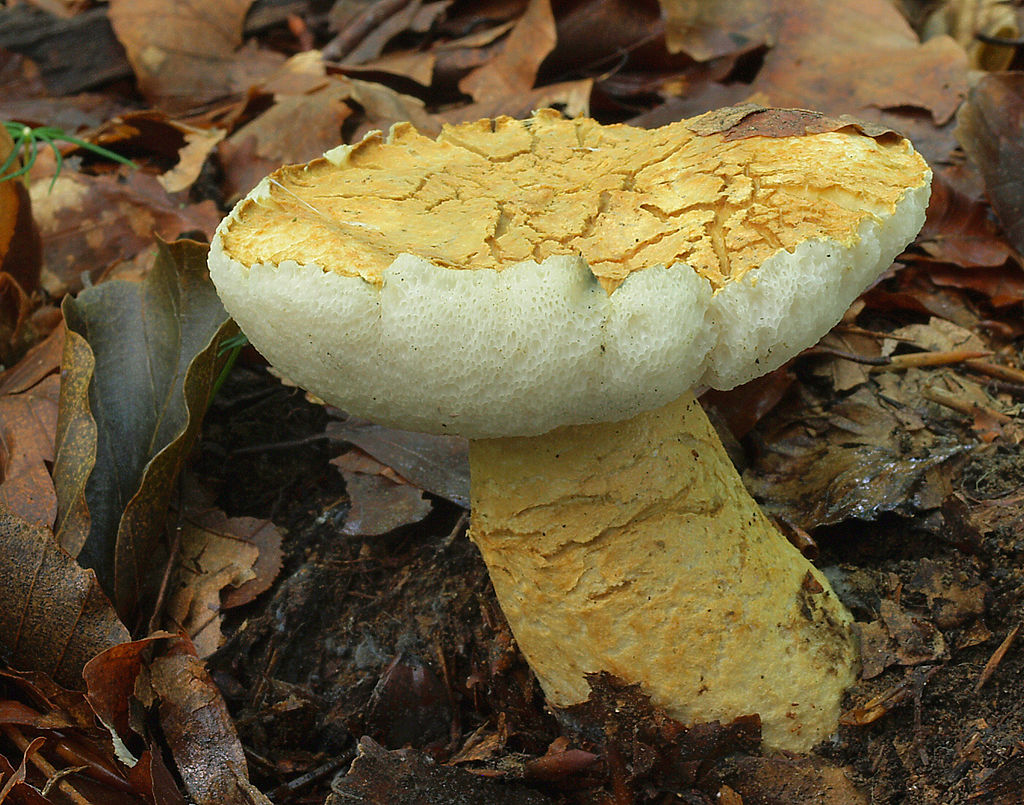 Mushroom Identification - Gyroporus Cyanescens 