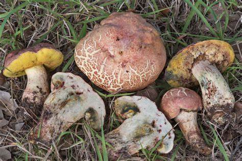 Mushroom Identification - Hortiboletus Campestris