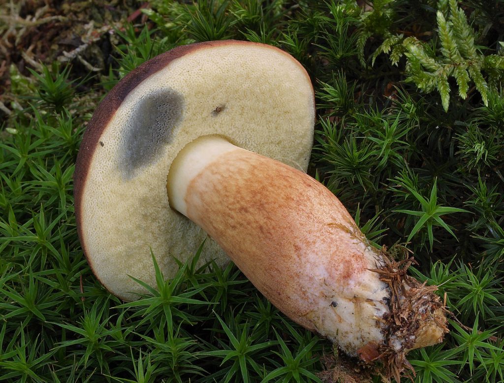 Mushroom Identification - Bay Bolete