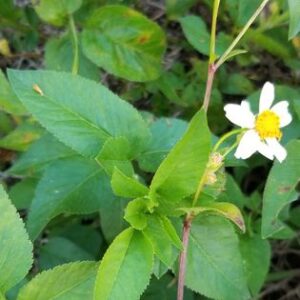 Identifying edible Plants, Bidens Alba