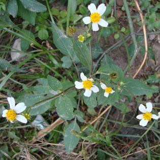 Foraging for Bidens Alba