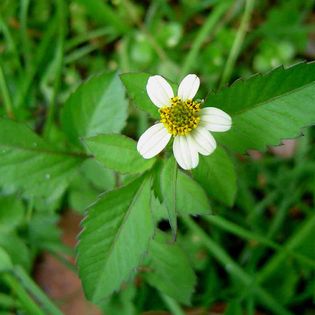 Foraging for beggar's tick, Spanish needle, Bidens Alba