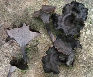 Foraging Black Trumpet Chanterelle Mushrooms