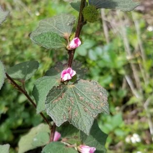 Identifying edible Plants, Caeser's Weed