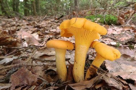 Foraging for chanterelles 