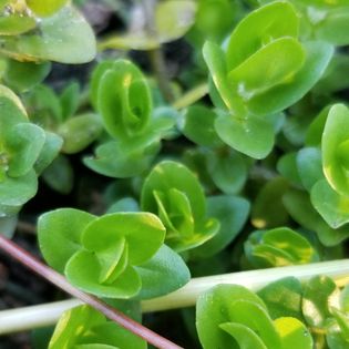 Identifying edible Plants, Lemon Bocoba