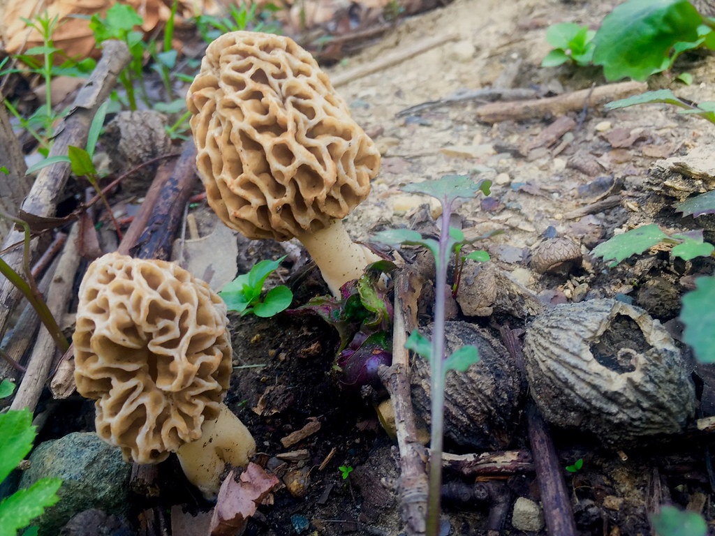 Foraging morel mushrooms