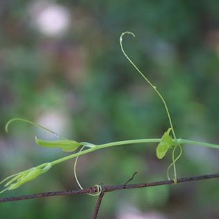 Identifying edible Plants, Smilax