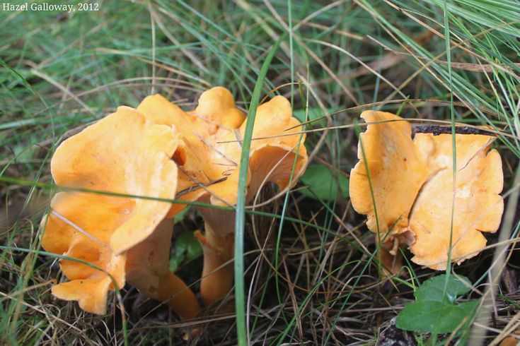 Smooth Chanterelle Mushroom foraging