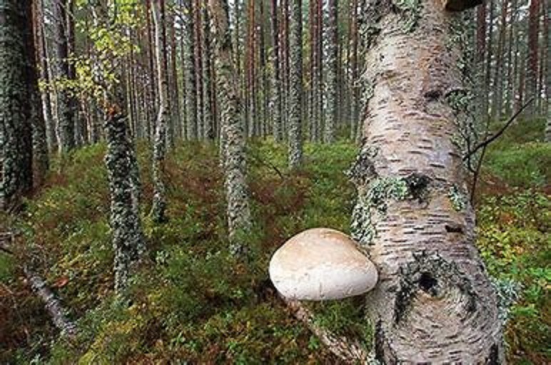 Foraging for the birch polypore mushroom