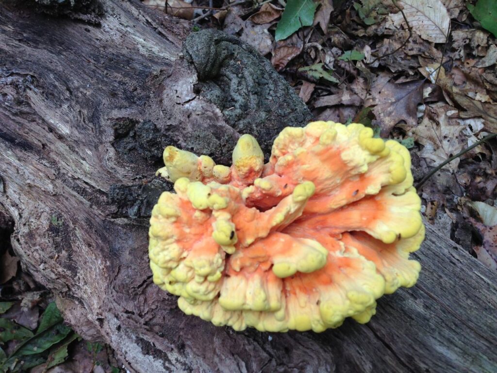 Foraging wild mushrooms