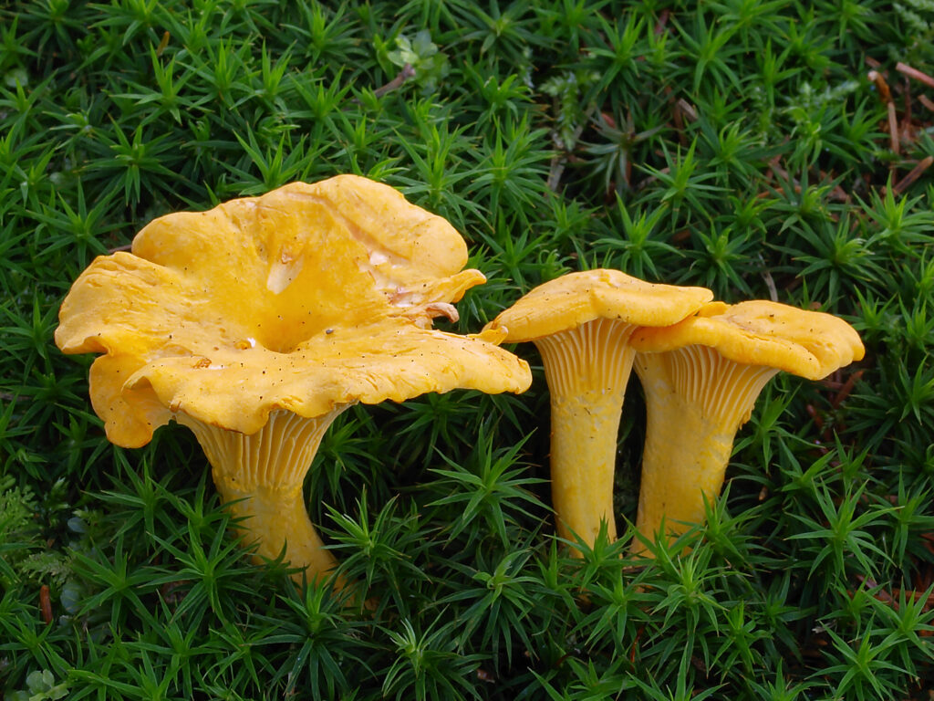 foraging for wild mushrooms