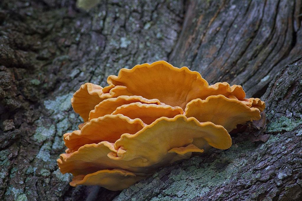 foraging edible mushrooms