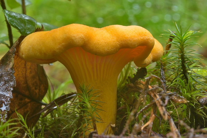 edible mushroom foraging