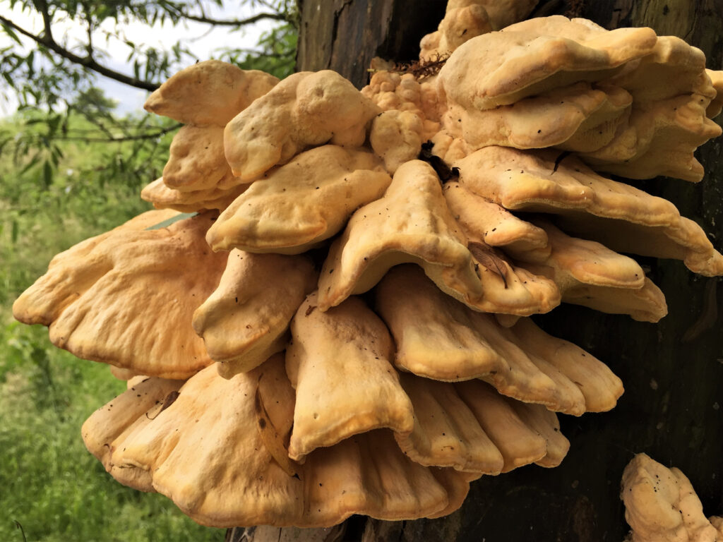 foraging chicken of the woods