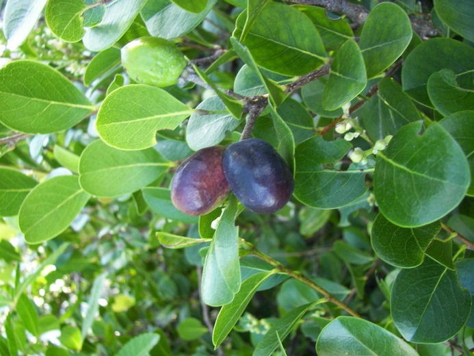 Wild edible plants