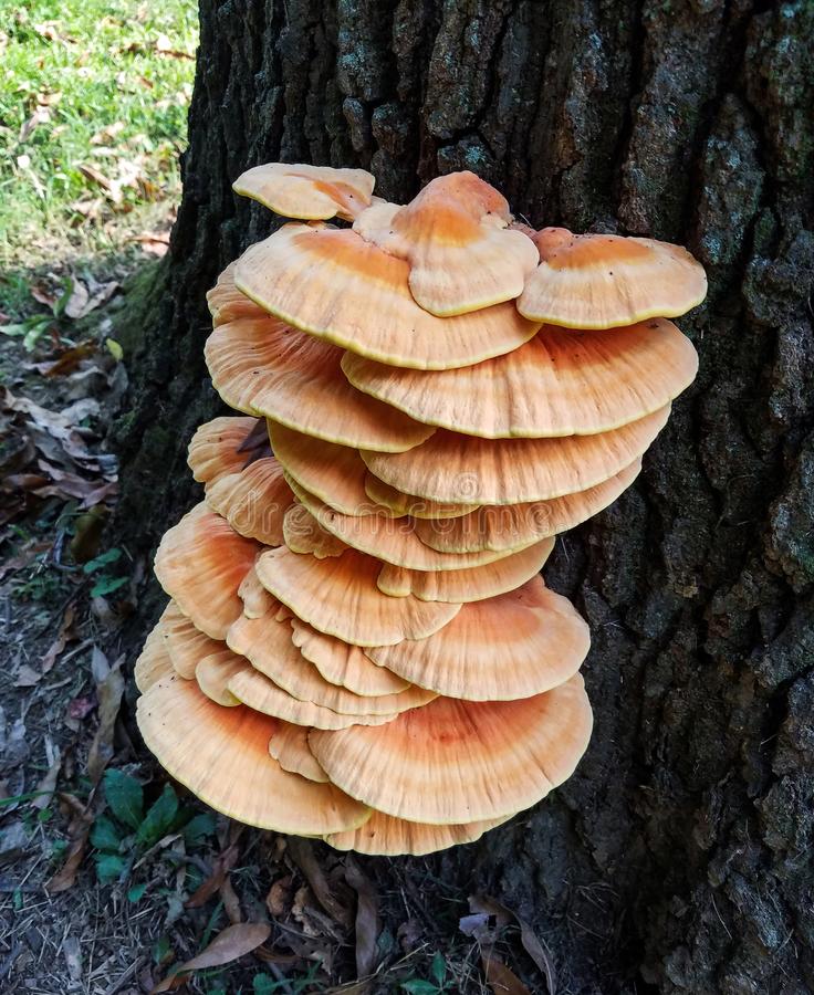 chicken of the woods