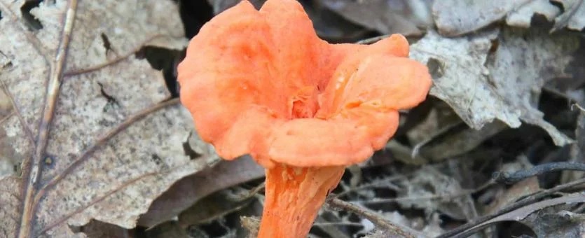 Cinnabar Chanterelle Mushroom foraging