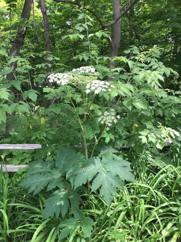 Foraging cow parsnip