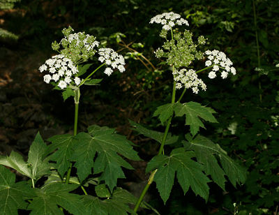 cow parsnip edibility