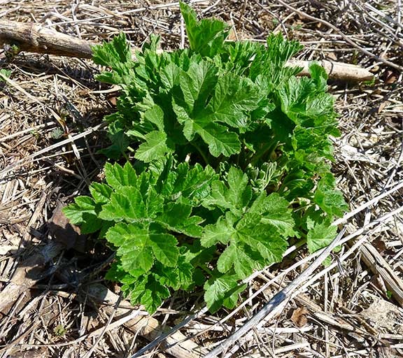 young cow parsnip