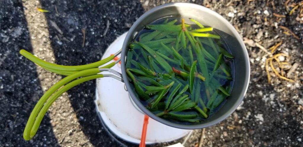 Preparing wild foraged foods