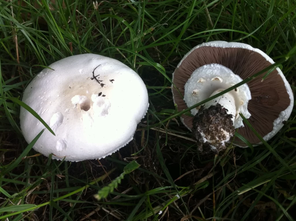 Horse Mushroom Foraging