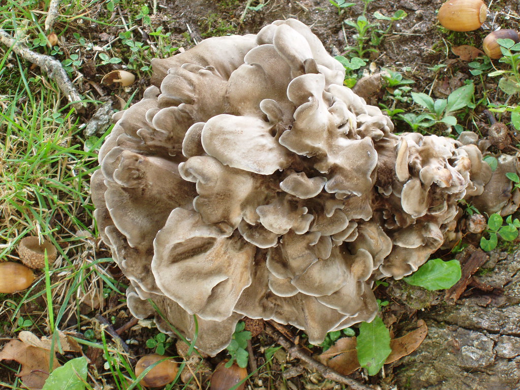 Foraging hen of the woods