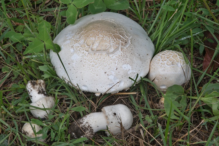 Horse mushroom identification