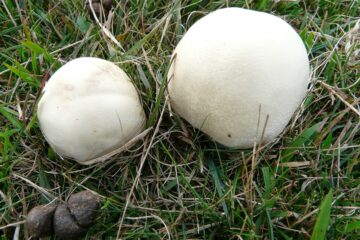 mushrooms to forage in the fall