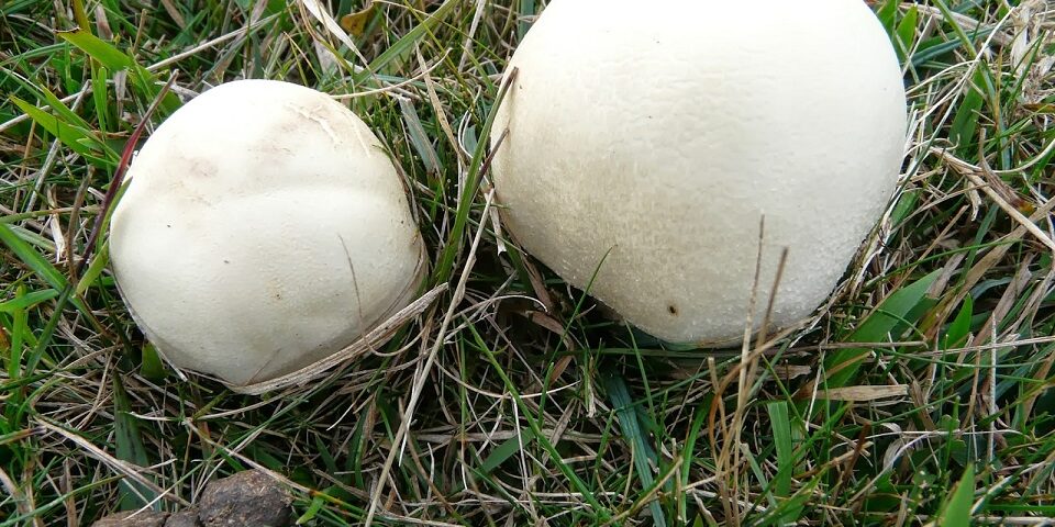 mushrooms to forage in the fall