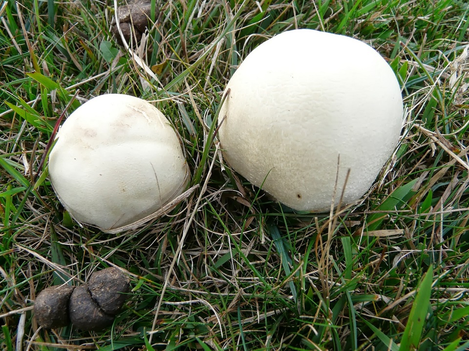 mushroom hunting