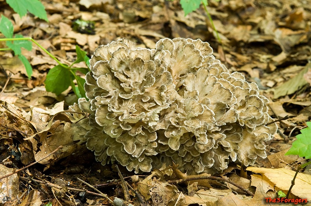 foraging edible wild mushrooms