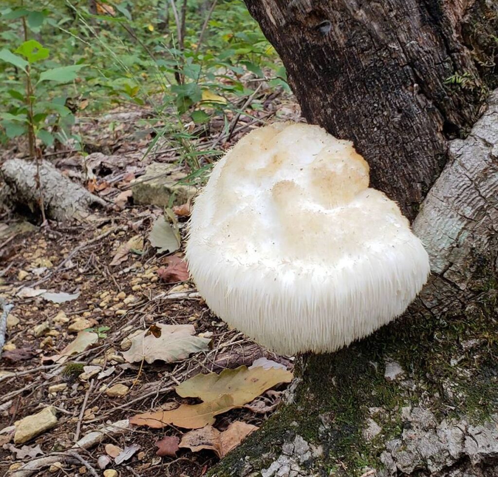 Foraging lions mane