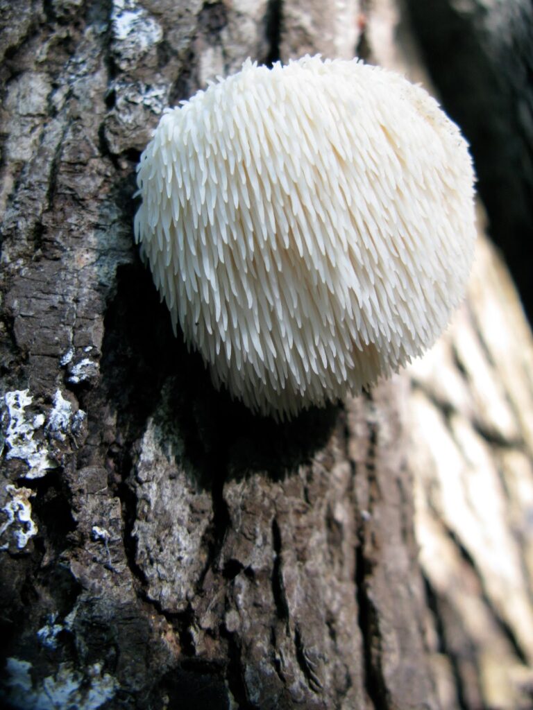 foraging wild mushrooms