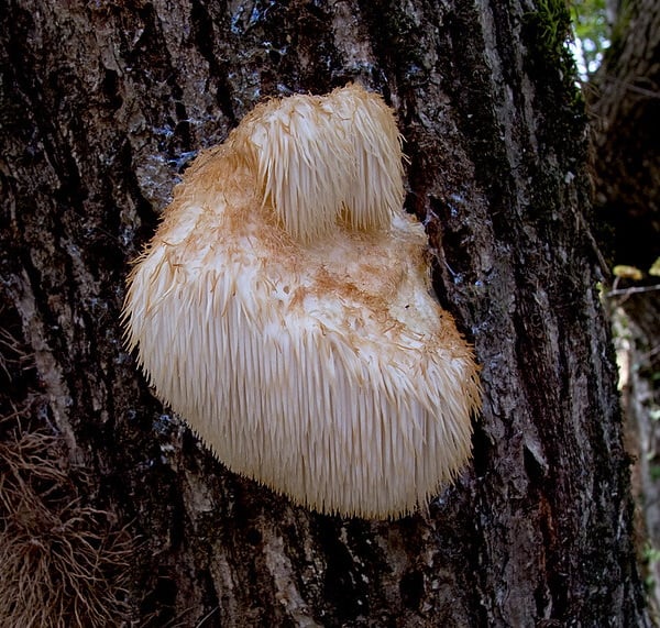 foraging edible mushrooms