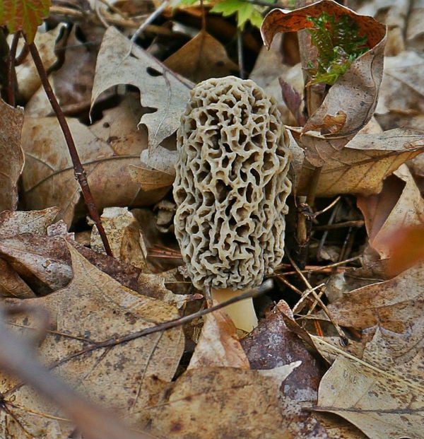 foraging wild mushrooms