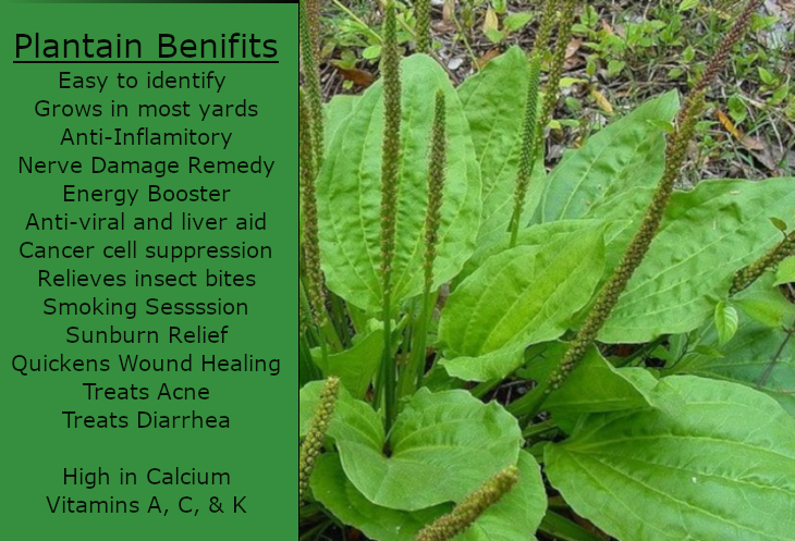 Common plantain weed identification and uses.