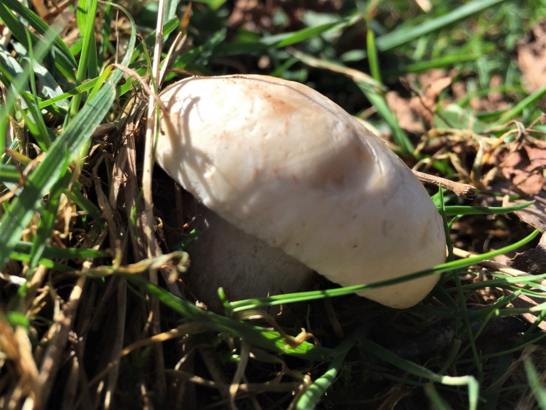 Foraging St George Mushrooms